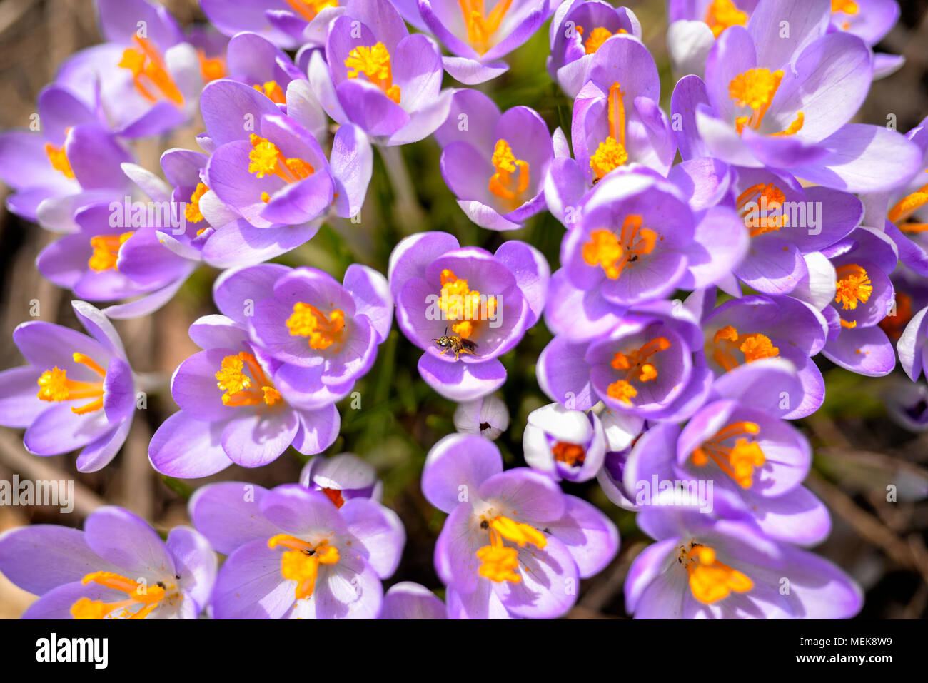 Bee visits purple crocus flowers in spring Stock Photo