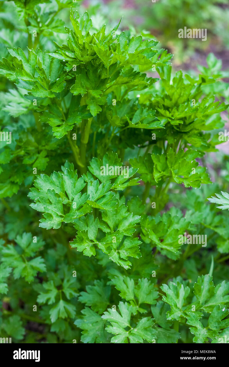 Fresh leaves of young parsley, green vegetable Stock Photo Alamy