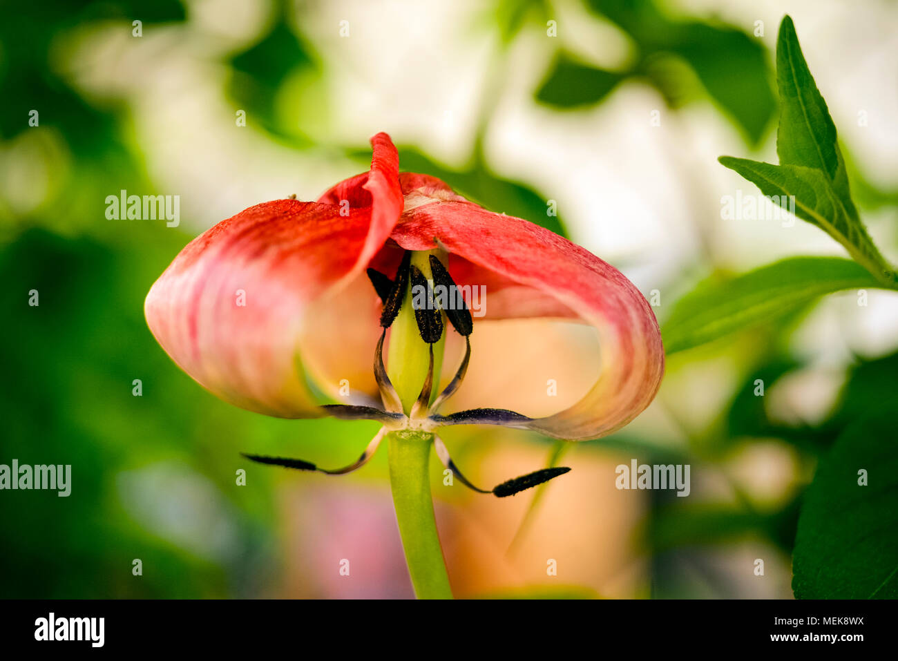 Life cycle of a tulip Stock Photo