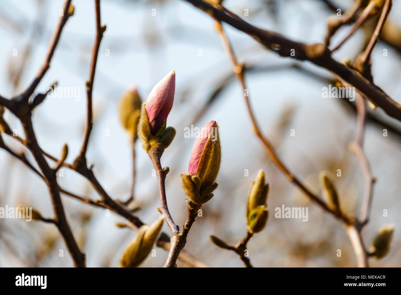 Beautiful spring bloom for magnolia trees pink flowers sunny Stock ...