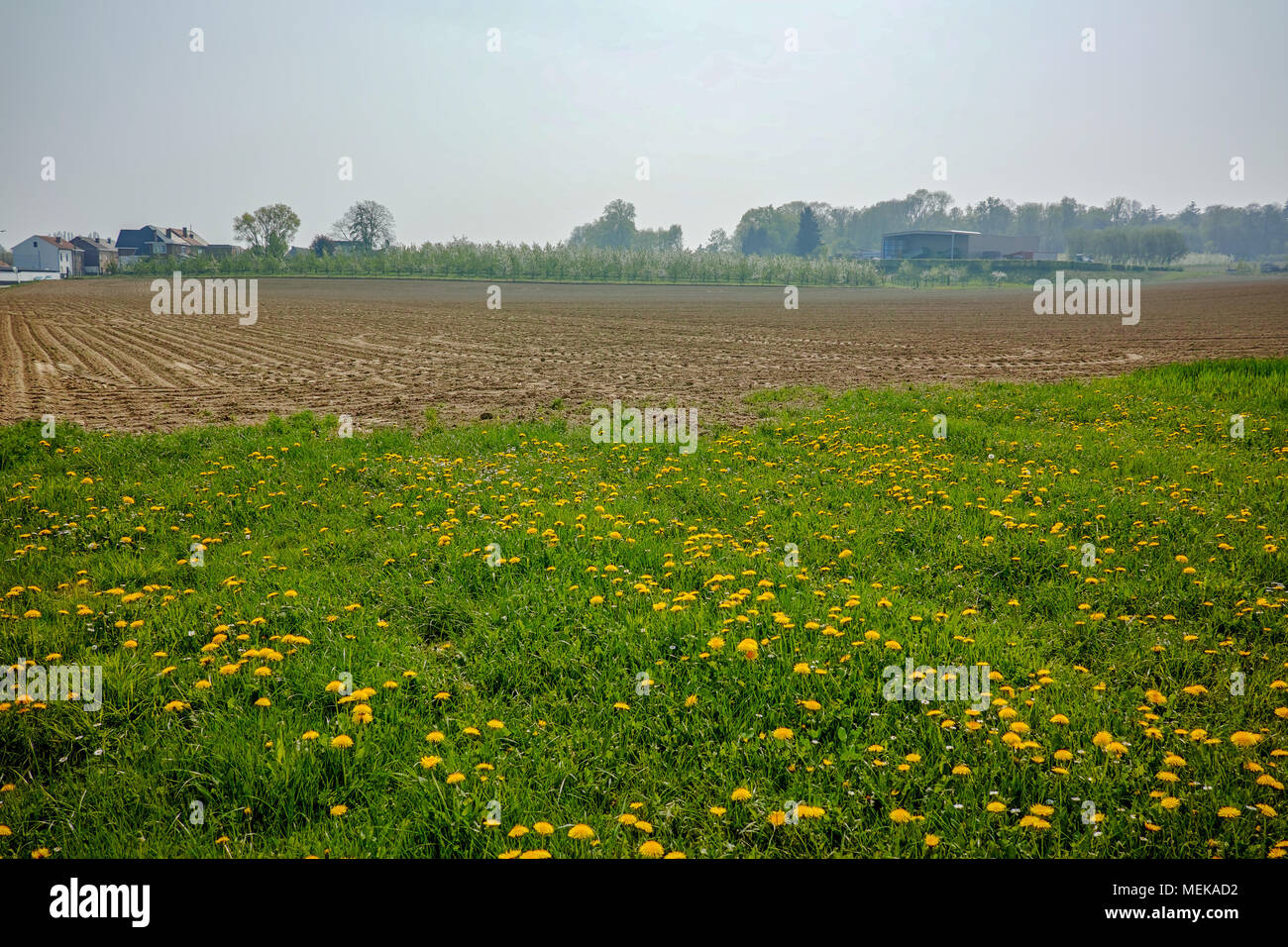 Spring Fields Spring fields panorama landscape with fresh green grass and buttercup ...