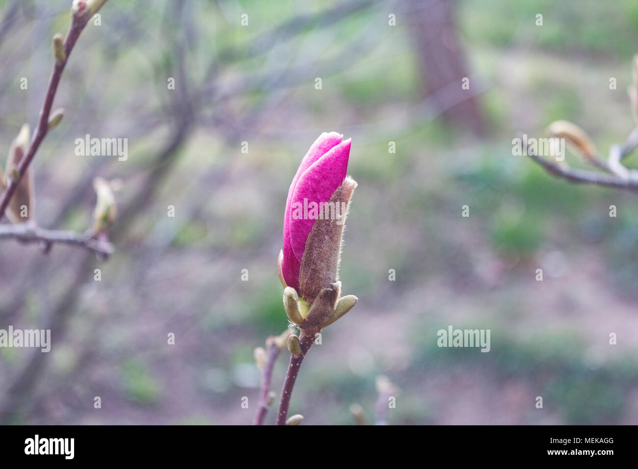 Beautiful spring bloom for magnolia trees pink flowers isolated Stock ...