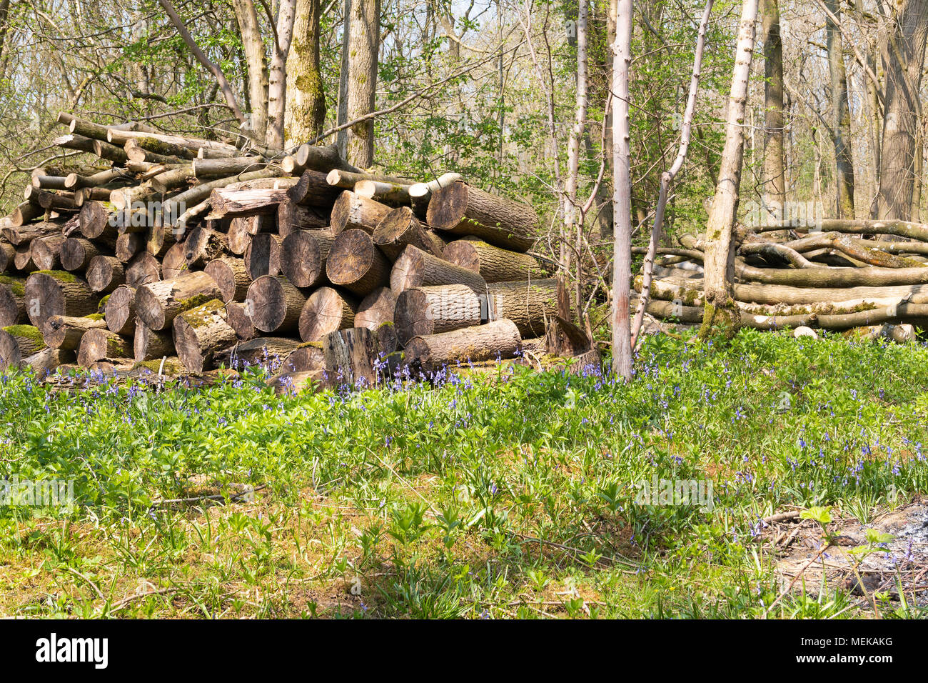 An image, taken on a spring morning, of a stack of logs surrounded by bluebells In Launde Big Wood, Leicestershire, England, Uk Stock Photo
