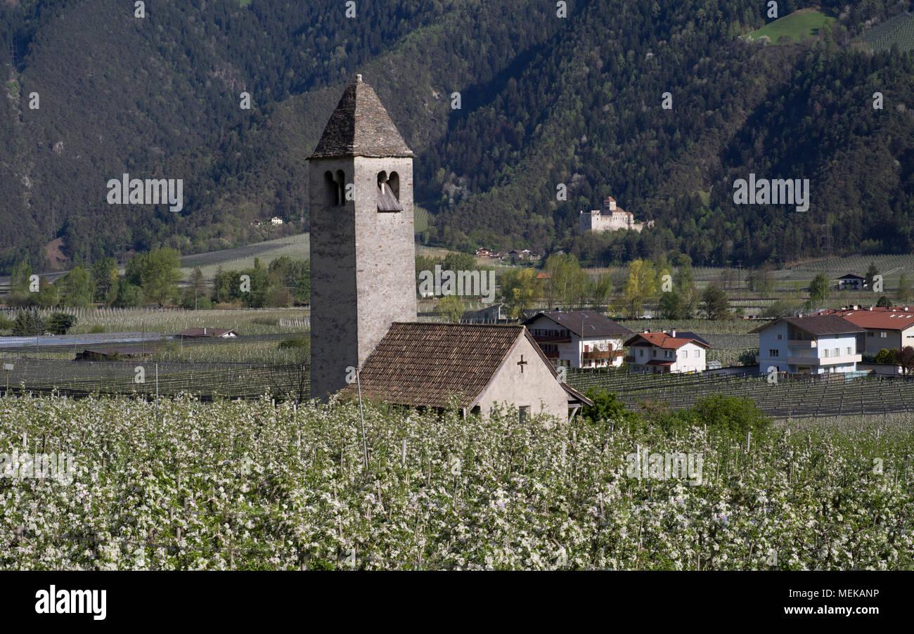 Old church in blooming field of apple trees in Alto Adige, Italy Stock Photo