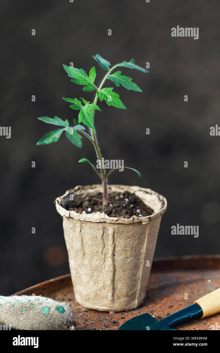 Seedling tomato in a pot of peat with garden tools Stock Photo