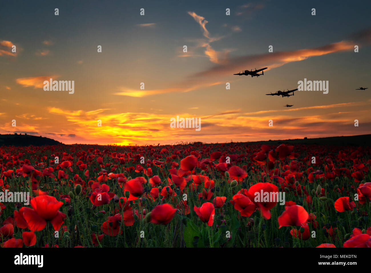 Poppy fields with WW11 planes flying into the view as the sun goes down. Stock Photo