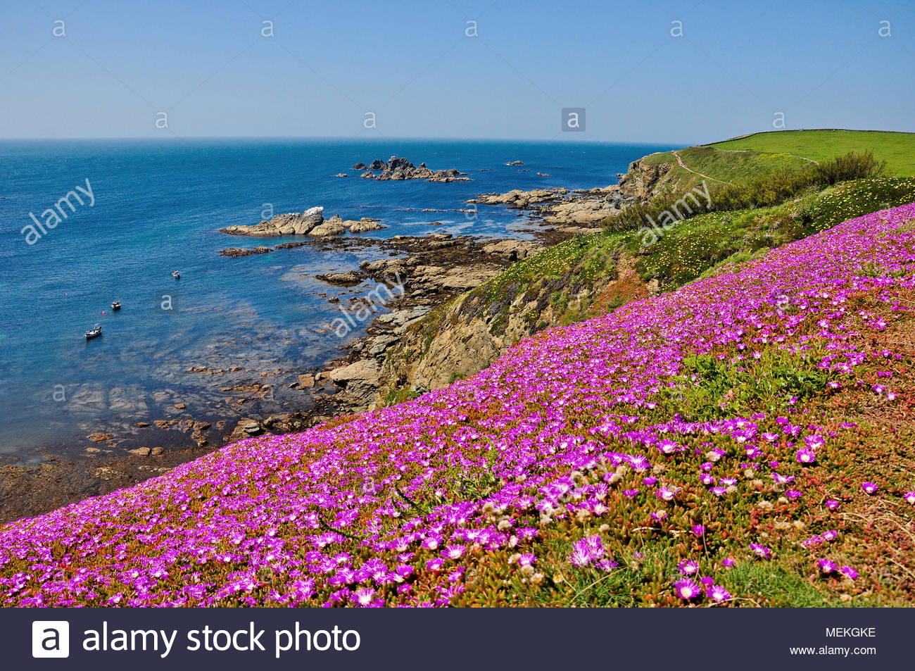 Clifftop Flowers Stock Photos & Clifftop Flowers Stock Images Alamy