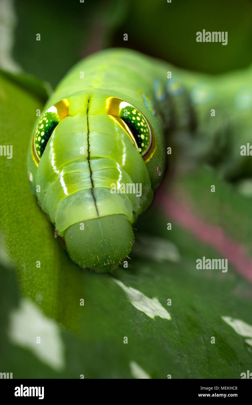 Vine Hawk Moth Caterpillar stage. Extreme macro photography close-up image of Hippotion celerio or Silver-Striped Hawk Moth. Bizarre fake eyes spots Stock Photo
