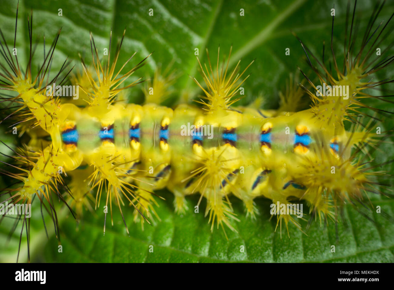 Setora nitens caterpillar or the Stinging Nettle Slug Caterpillar. An extreme macro photography close-up of an extravagant and beautiful caterpillar Stock Photo