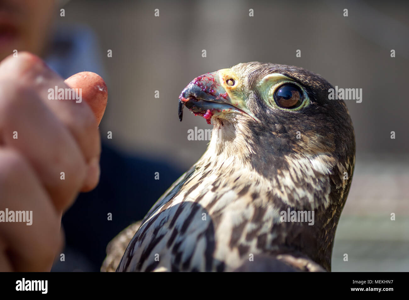 Man feeds falcon hi-res stock photography and images - Alamy