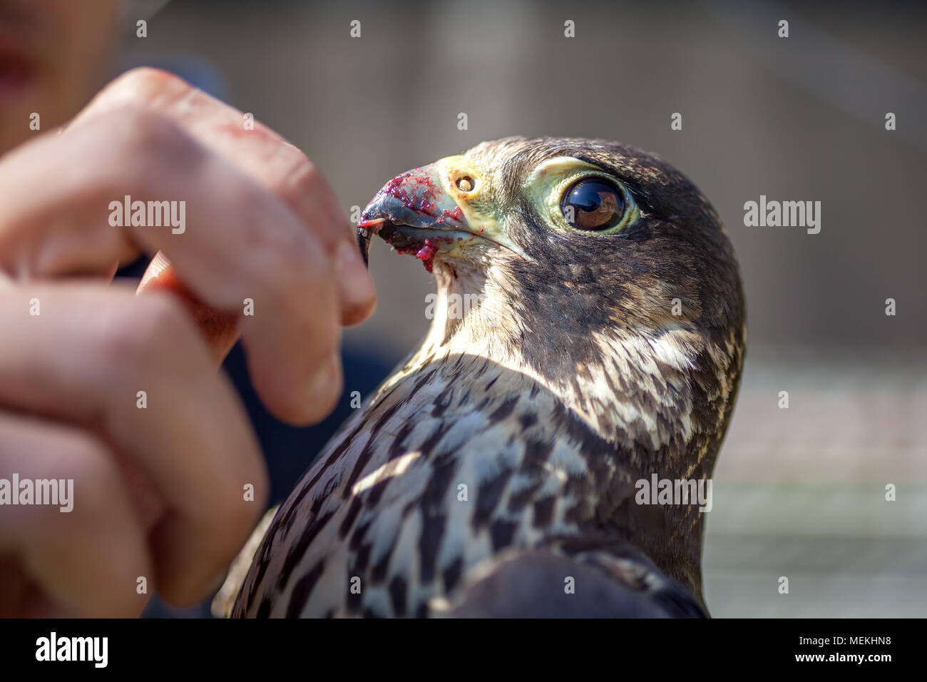 Man feeds falcon hi-res stock photography and images - Alamy