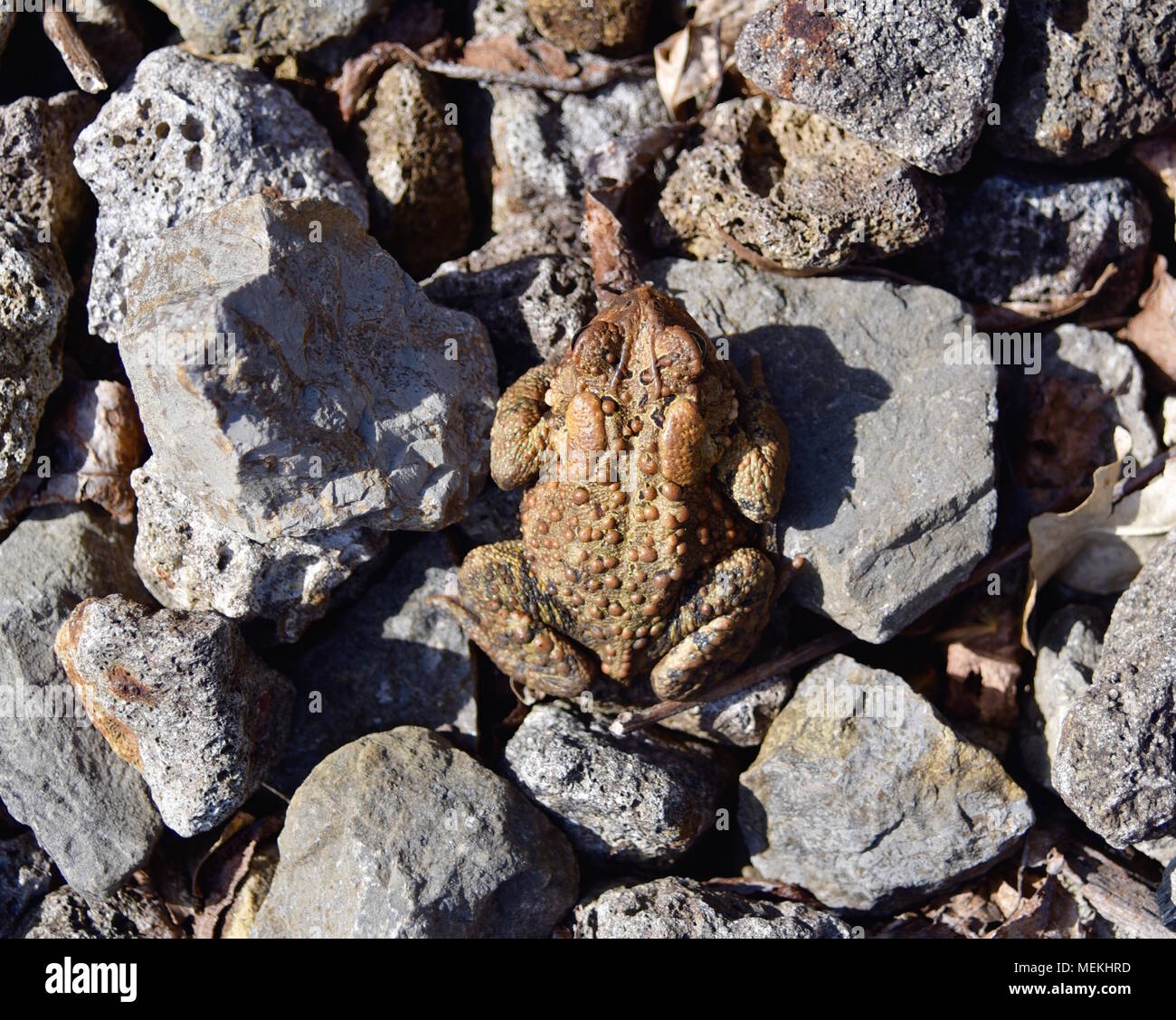 Toad On Rocks Sitting on lava stones hi-res stock photography and images - Alamy