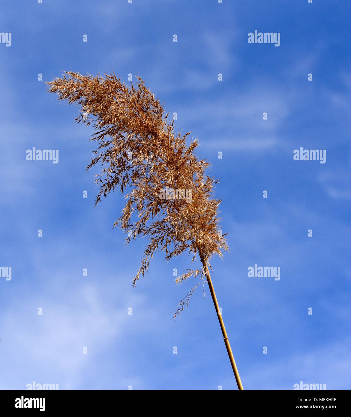 Seeds of reed phragmites hires stock photography and images Alamy