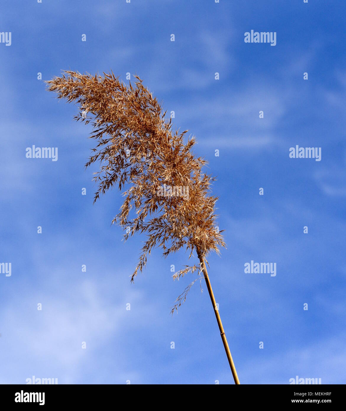 Common reed grass seed head silhouetted against a blue sky. Stock Photo