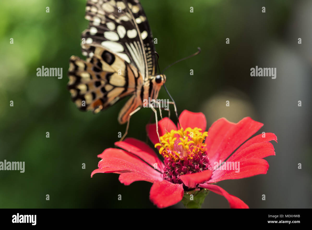 Papilio demoleus butterfly or Swallowtail Butterfly, Lime Swallowtail and the Chequered Swallowtail. Close-up photo of feeding butterfly on Zinnia Stock Photo