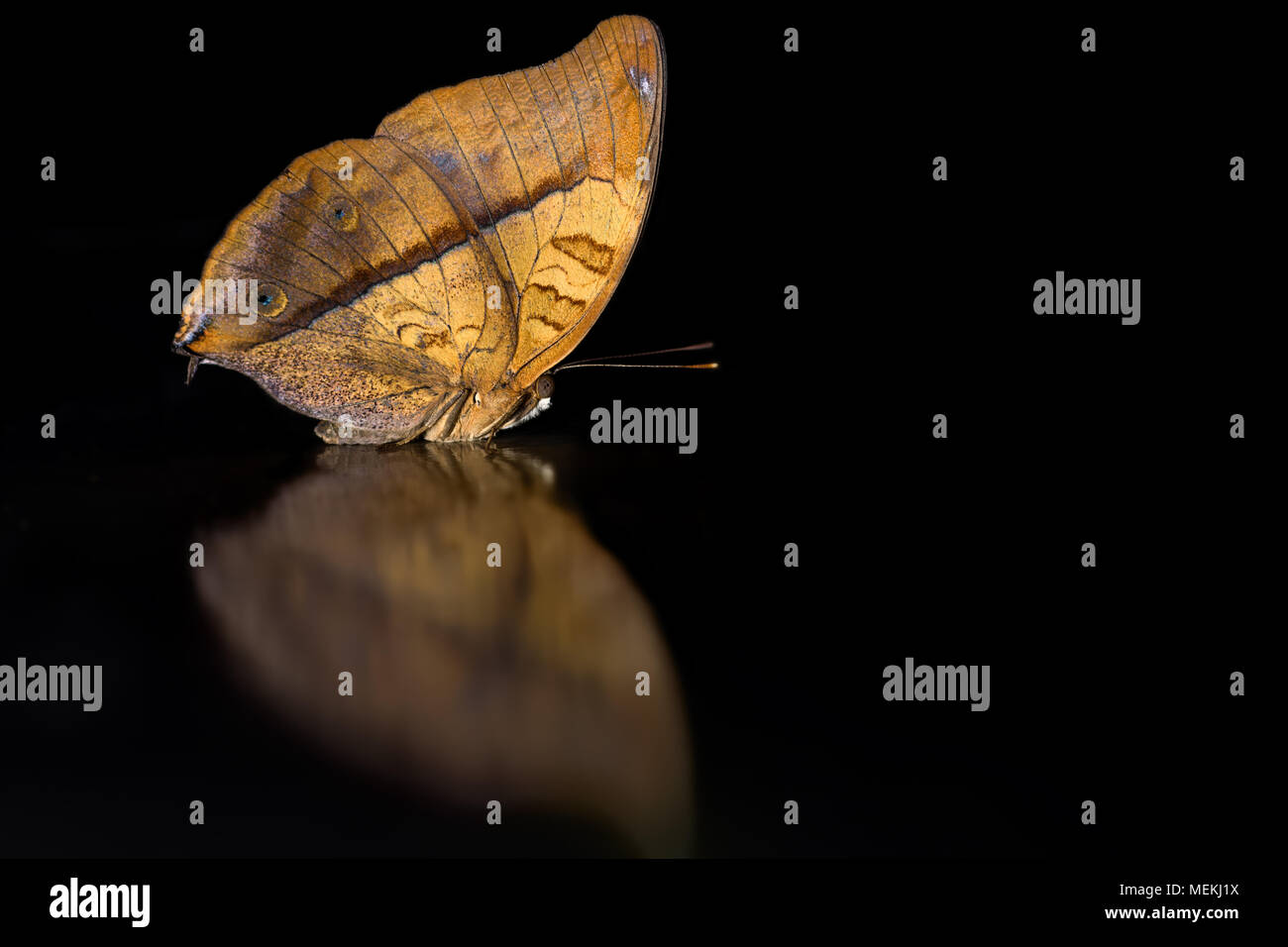 Close-up macro photo of insect Vidula dejone erotella butterfly or the Cruiser Butterfly with symmetrical mirror image on isolated black background. Stock Photo