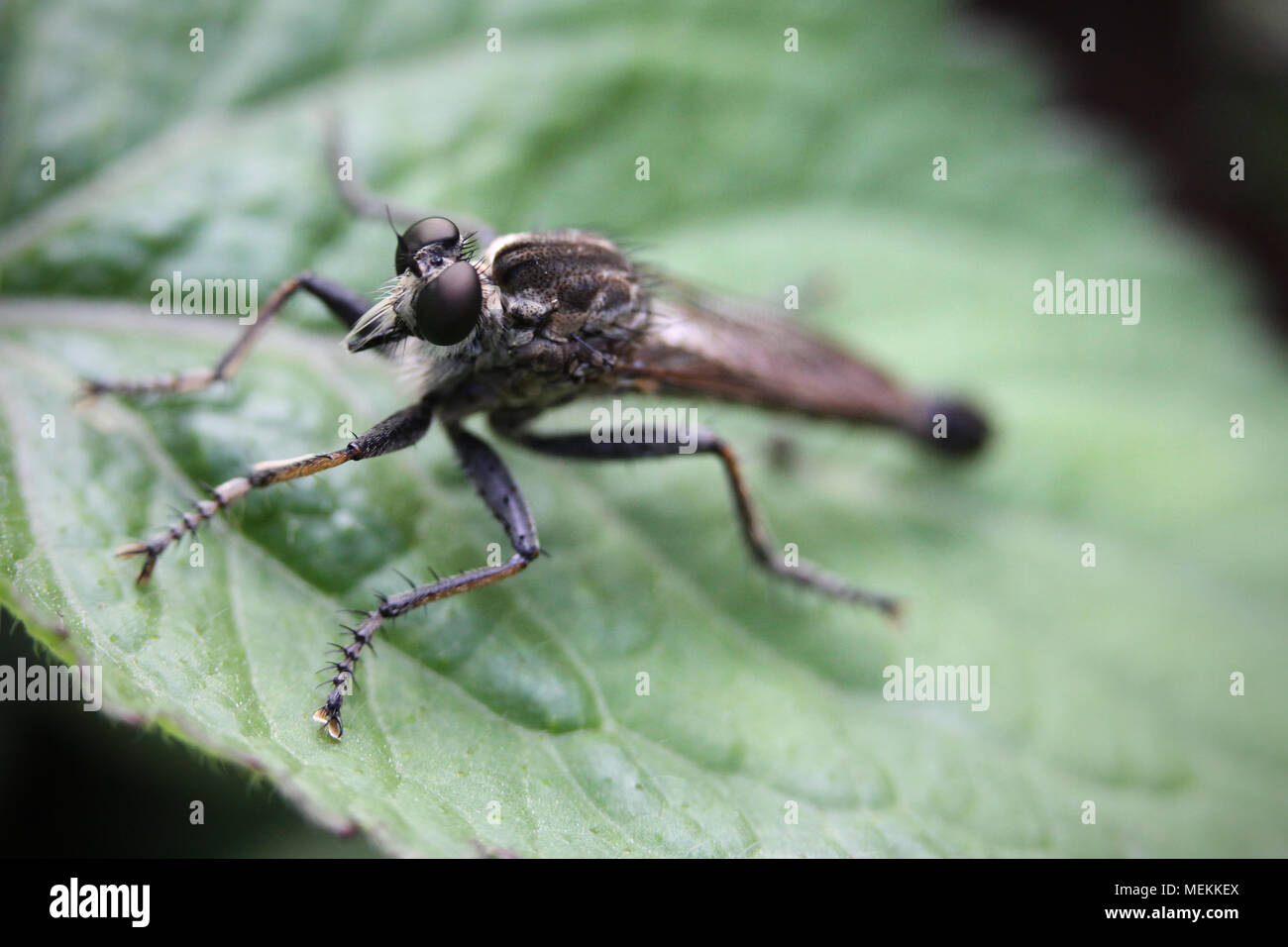 Robber fly also called assassin flies of the Asilidae family. Stunning macro photography close-up. A magnified insect with compound eyes on leaf Stock Photo