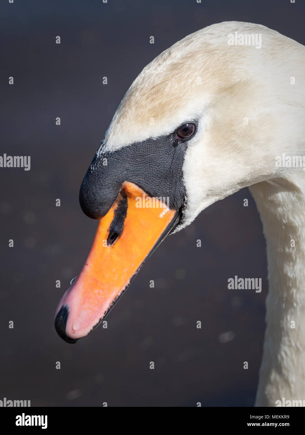 Close up of swans head Stock Photo
