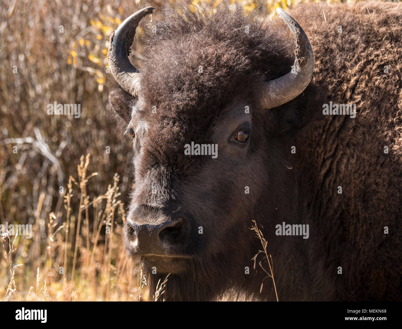 Bull Bison staring at the camera Stock Photo