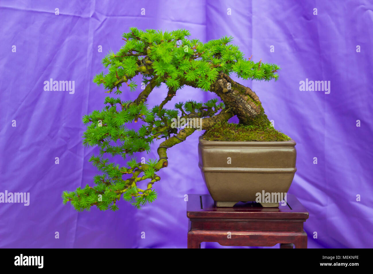 A Semi  Cascade Larch Bonsai combination in training in Northern Ireland and on display at the Belfast spring festival at Barnetts Demesne in April 20 Stock Photo