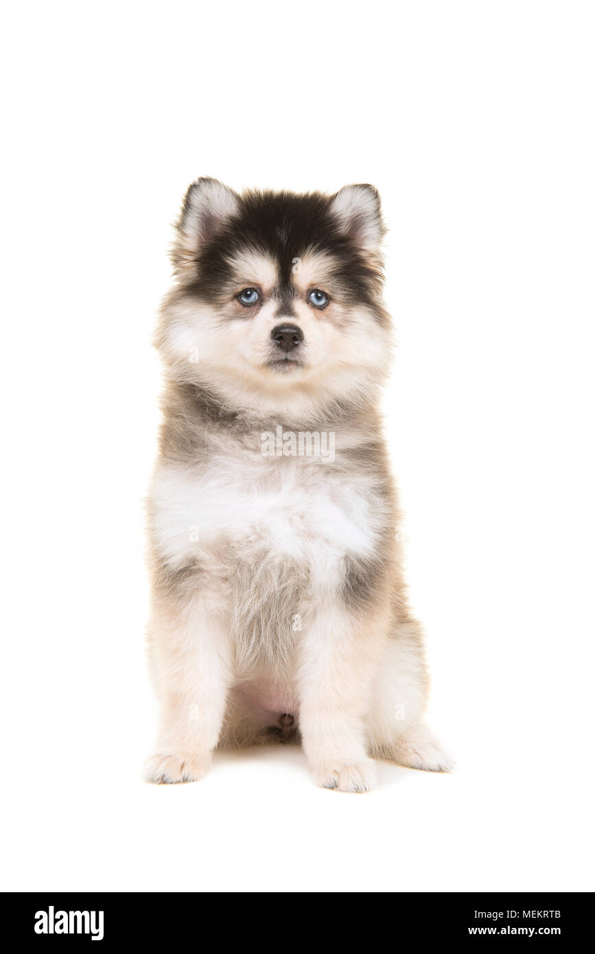 Cute pomsky puppy sitting and looking at the camera isolated on a white background Stock Photo