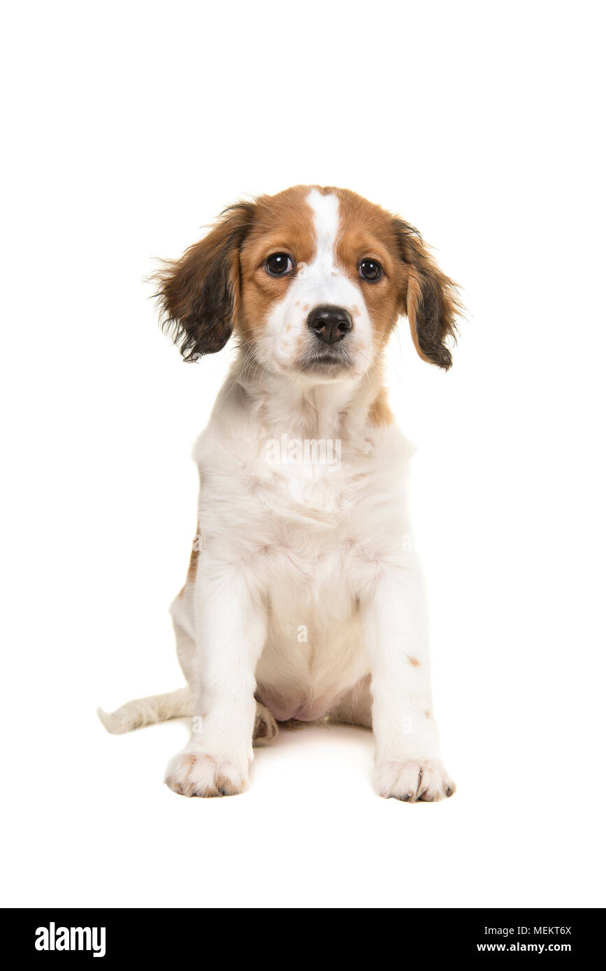 Adorable kooikerhondje puppy sitting isolated on a white background Stock Photo