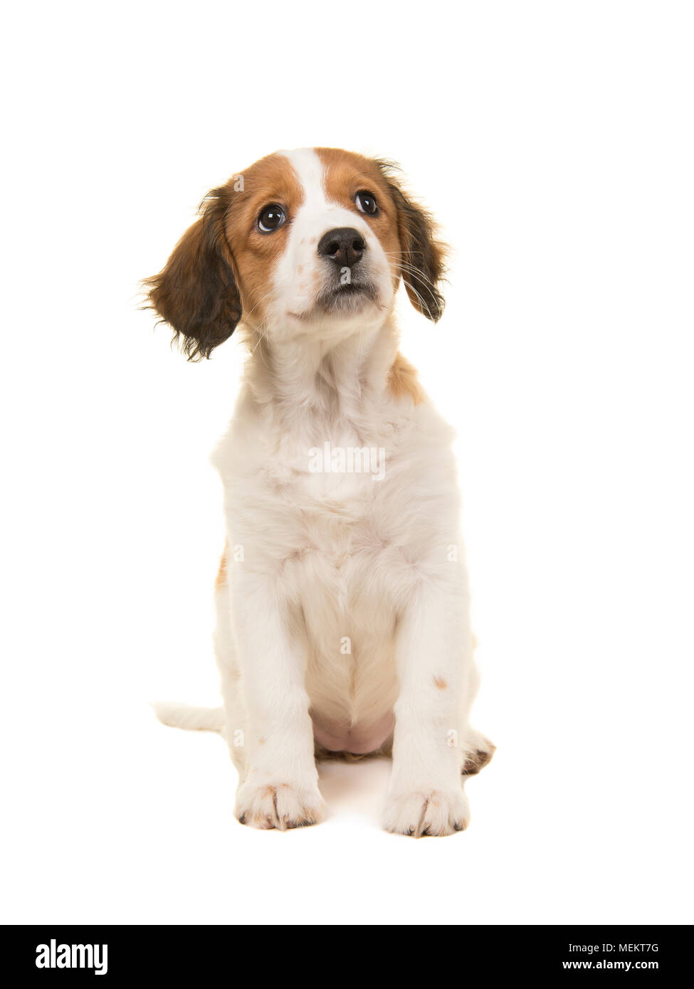 Adorable kooikerhondje puppy sitting and looking up isolated on a white background Stock Photo