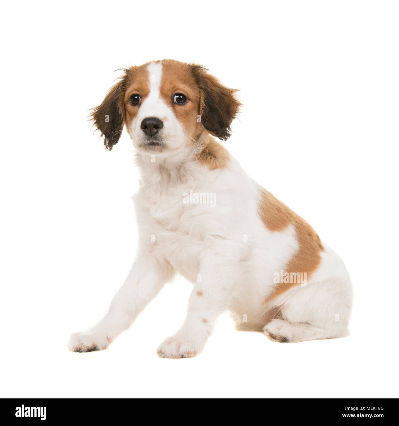 Adorable kooikerhondje puppy sitting seen from the side on a white background Stock Photo