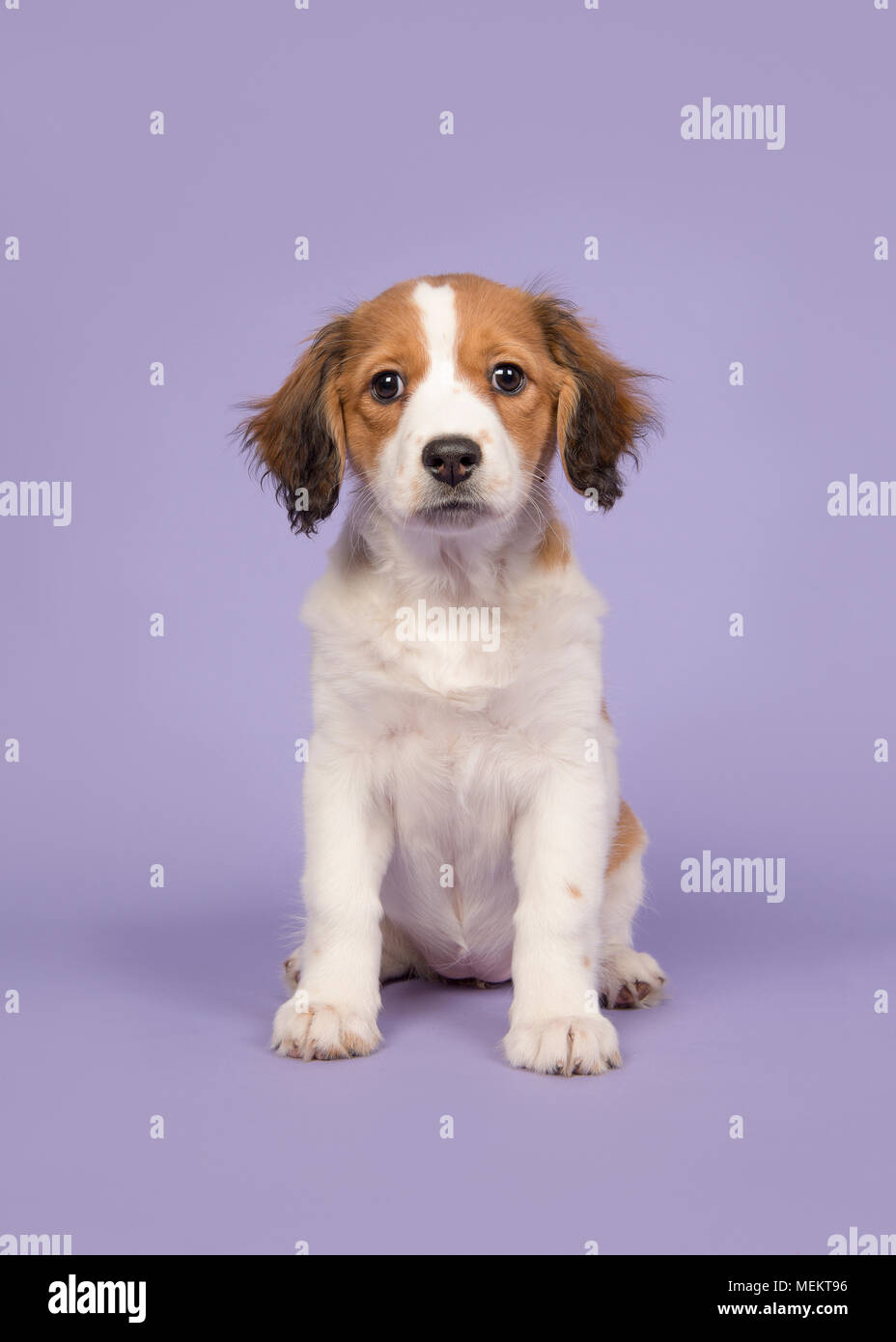 Adorable kooikerhondje puppy sitting on a purple background Stock Photo