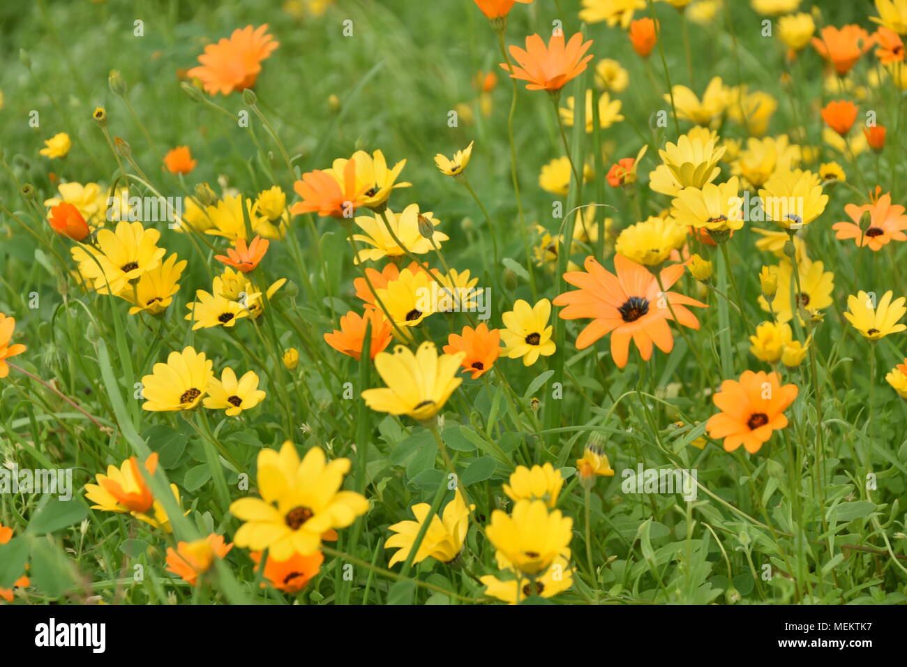 Alameda gardens hires stock photography and images Alamy