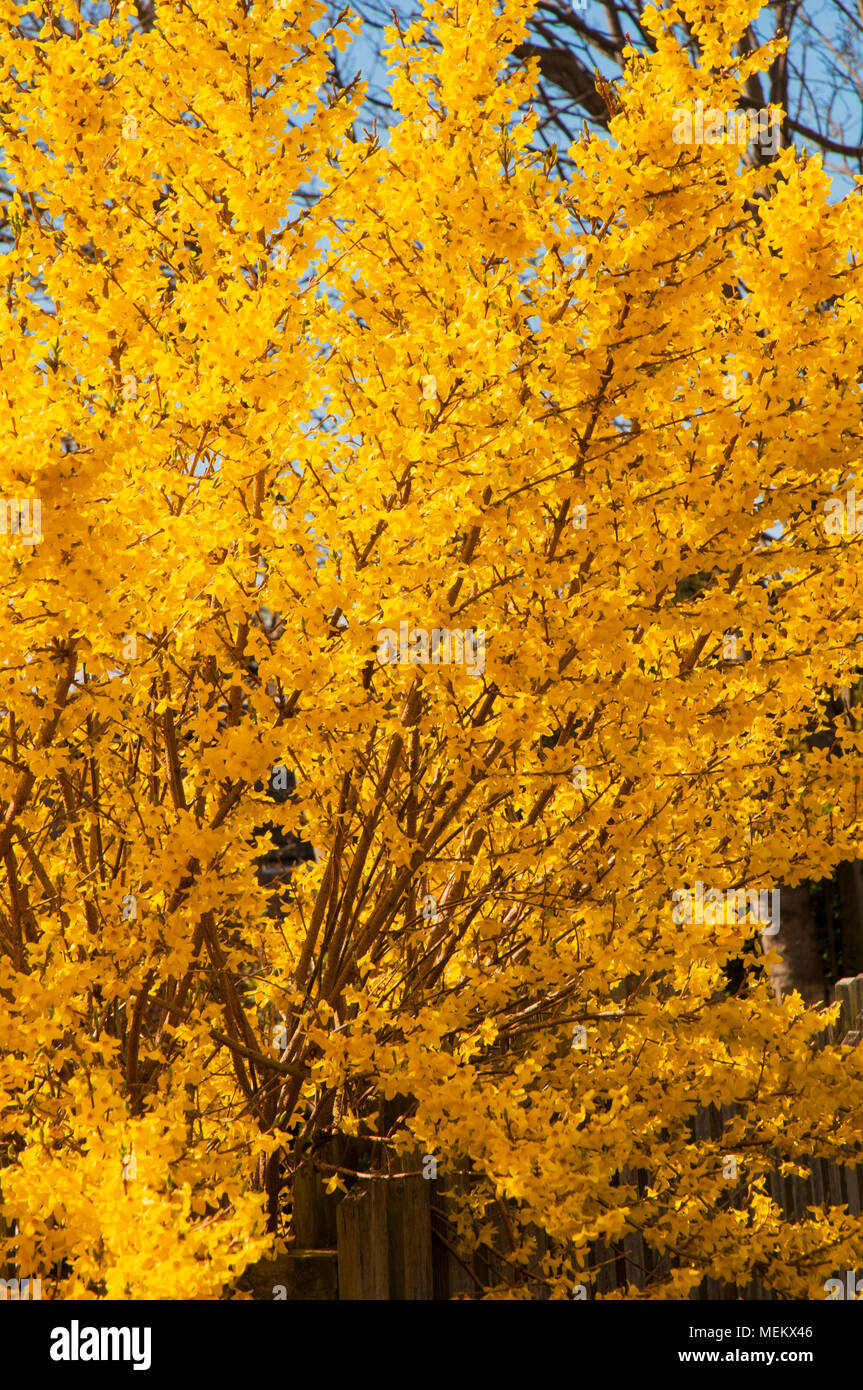 Forsythia bush with bright yellow flowers in full flower. Stock Photo