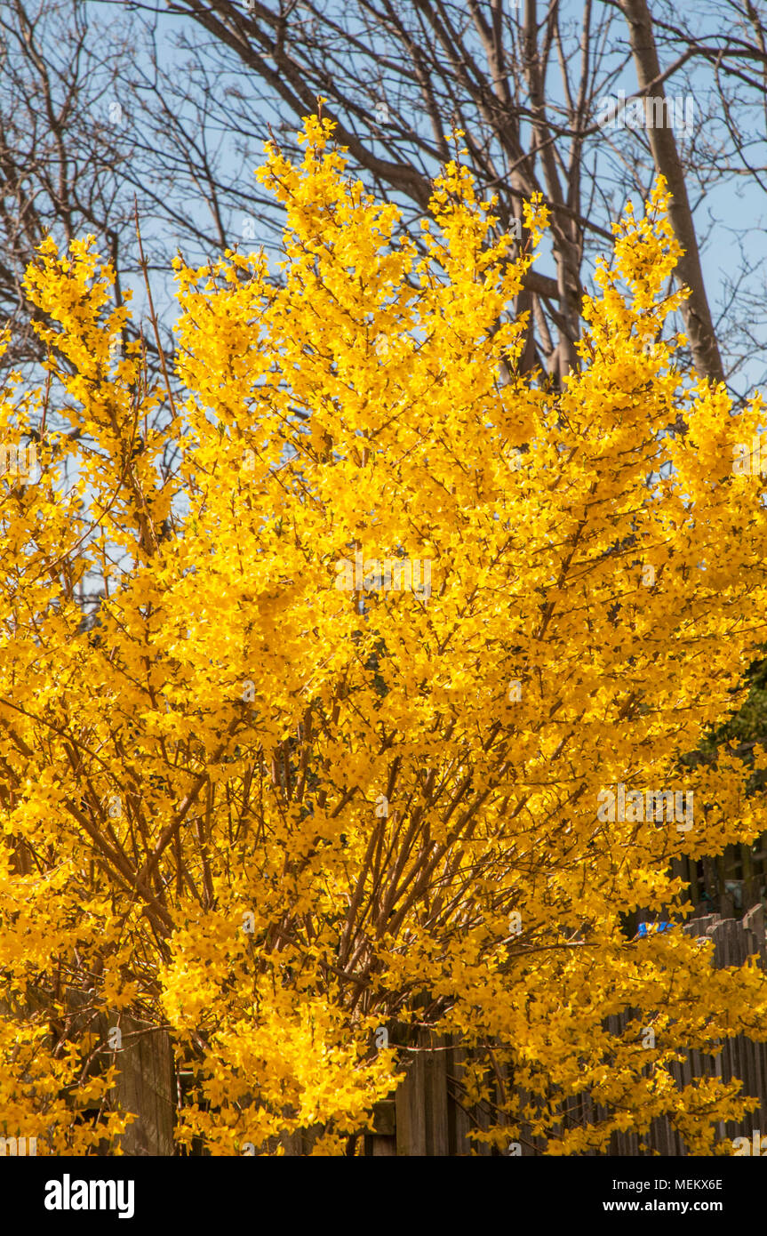 Forsythia bush with bright yellow flowers in full flower. Stock Photo