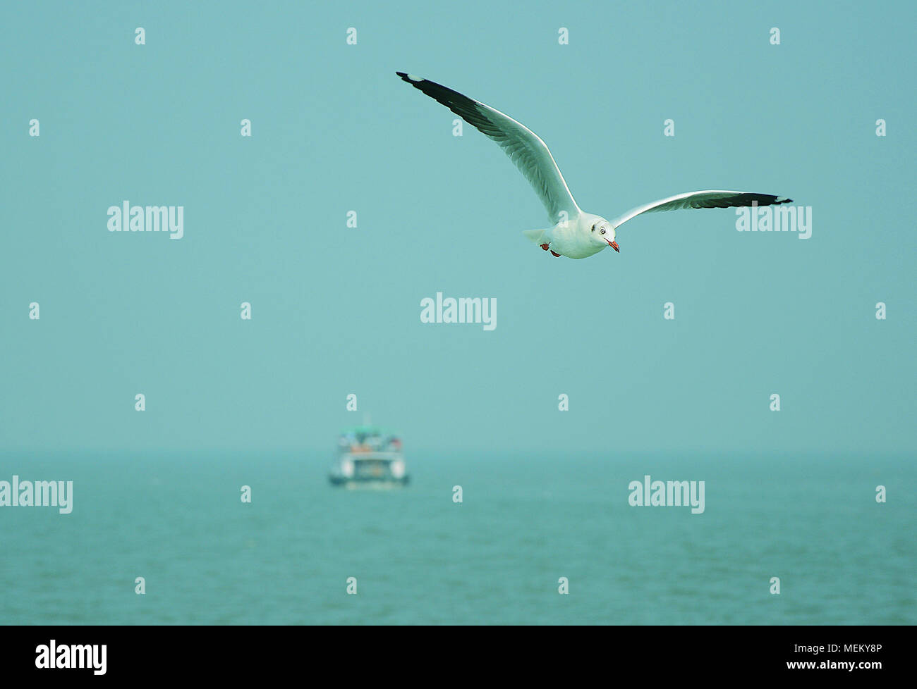 Sea gull gliding over the sea with a boat in the background, Mumbai, India Stock Photo