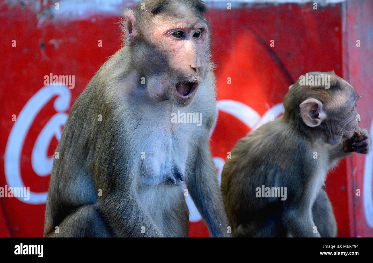 Two monkeys in from of a Coca Cola sign, one of which has a look of surprise. Mumbai, India Stock Photo