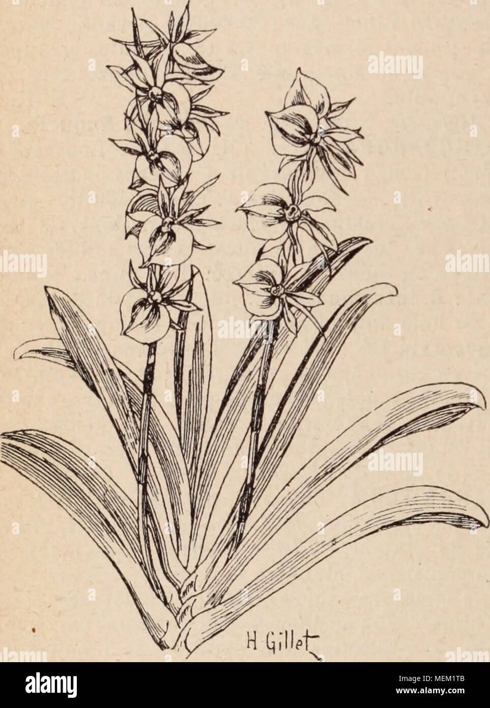 . Dictionnaire d'horticulture illustrÃ© / par D. Bois  prÃ©face de Maxime Cornu  avec la collaboration de E. AndrÃ© ... [et al.]. . Fig. 54. â Angr.egum eburneum Pet. Th. A. eburneum Bory. [Syn.: A. virens. A. super- bum) (Fig. 54.) B, M 476Ã et 5170; B. R. 1522 ; W. 0. A., 41; 0. 1884. r. 72. â Madagascar. Plante robuste; files, dÃ©passant parfois 60 cm. sur 10 de largeur. Hampes dressÃ©es ; fleurs blanc ver- dÃ¢tre,pÃ©tales et sÃ©pales verdÃ¢tres dans le type, vert clair dans la var. virens, blanc crÃ¨me dans la var. superbum, toujours odorantes. La var, superbum dÃ©passe toutes les autres p Stock Photo