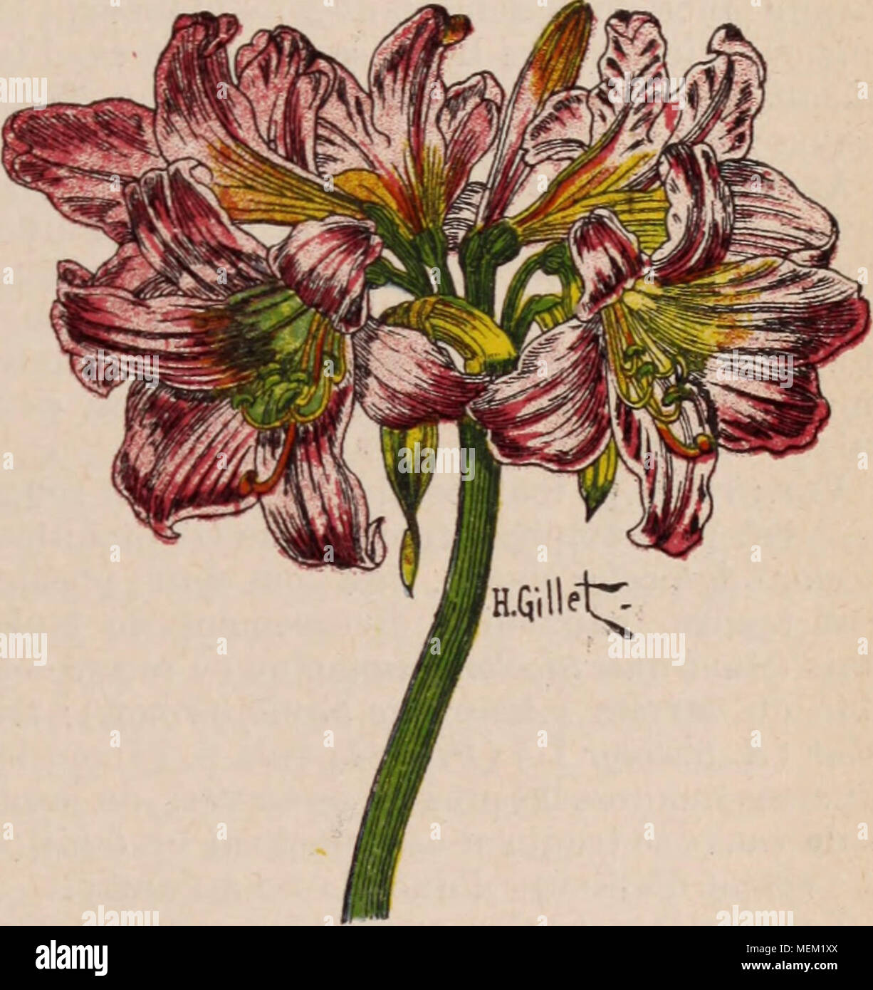Amaryllis belladonna l hi-res stock photography and images - Alamy