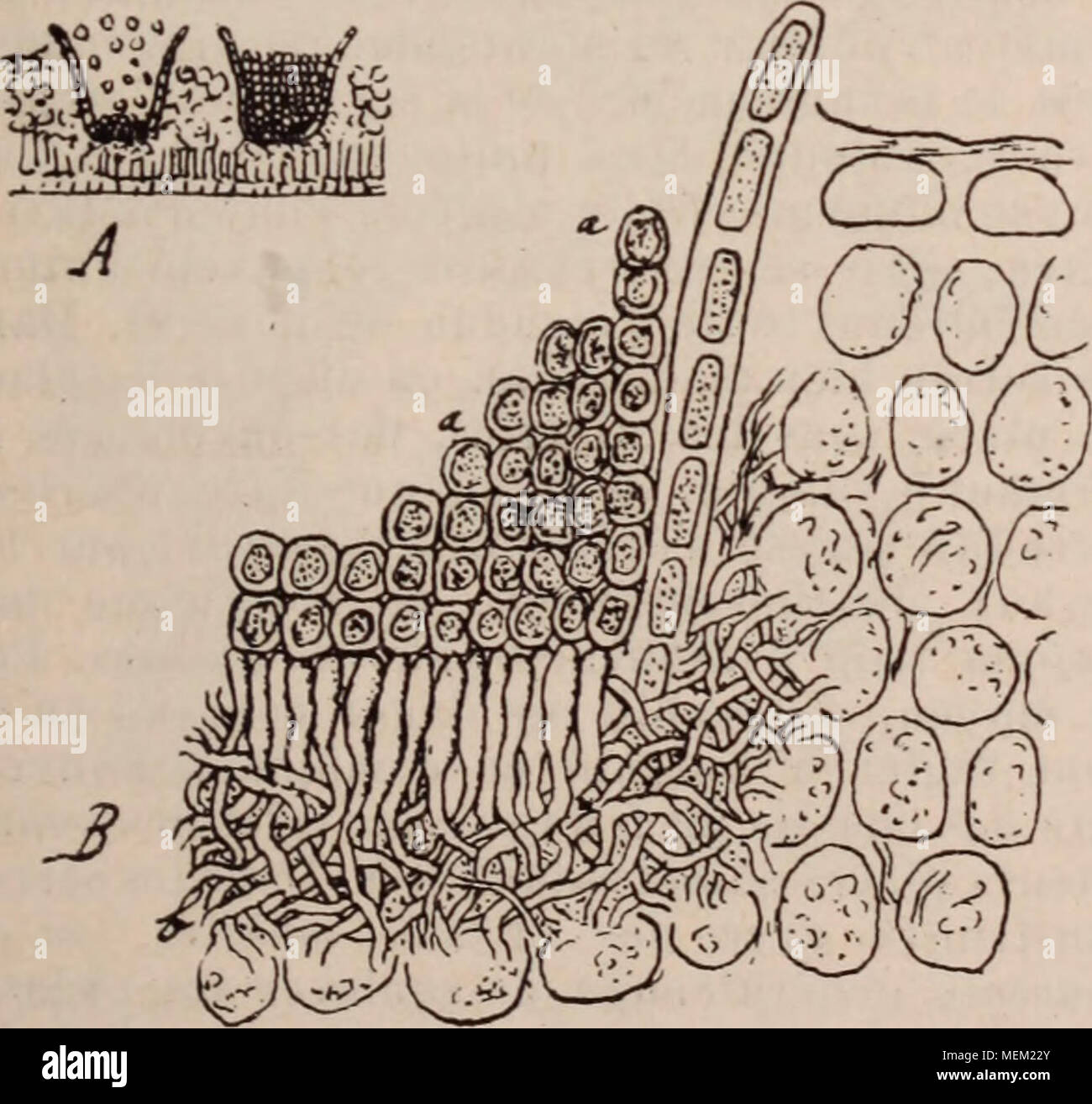 . Dictionnaire d'horticulture illustrÃ© / par D. Bois  prÃ©face de Maxime Cornu  avec la collaboration de E. AndrÃ© ... [et al.]. . FÃ¯g. 25. â J3CIDIUM DU PUCCINIA VIOLAE, SUR LÃ FACE INFÃRIEURE DE LA FEUILLE DE LA VIOLETTE ODORANTE. A coupe de la feuille montrant les .Ecidium. B. portion d'.Ecidium fortement grossi : a. recidios- pores, b. mycÃ©lium. Â£1CIDIUM. {Ftg. 25.) Une des formes des UrÃ©- dinÃ©es qui apparaÃ®t en gÃ©nÃ©ral aprÃ¨s la spermo- gonie et sur la face opposÃ©e de la feuille attaquÃ©e par l'UrÃ©dinÃ©e. VJEcidium, en gÃ©nÃ©ral de cou- leur jaune, est constituÃ© par une espÃ¨c Stock Photo