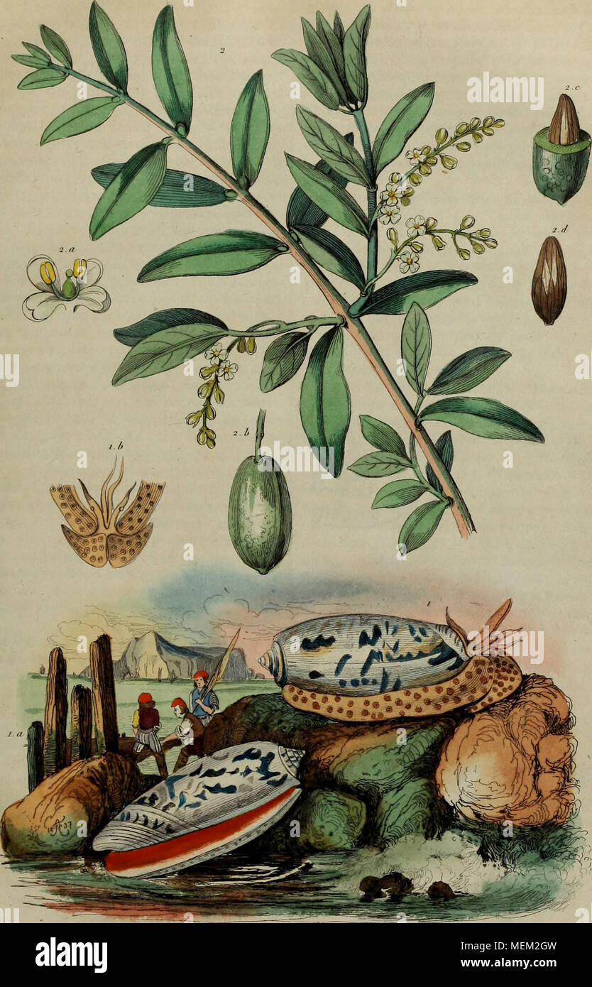 . Dictionnaire pittoresque d'histoire naturelle et des phénomènes de la nature . ^^6»» Pi. /. Olive 01 î. Wlivier Stock Photo