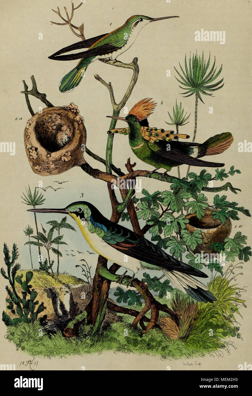 . Dictionnaire pittoresque d'histoire naturelle et des phénomènes de la nature . y. Oiscm-inouclic Votilrc cjri.f . 2 • . JJuppecol. Stock Photo