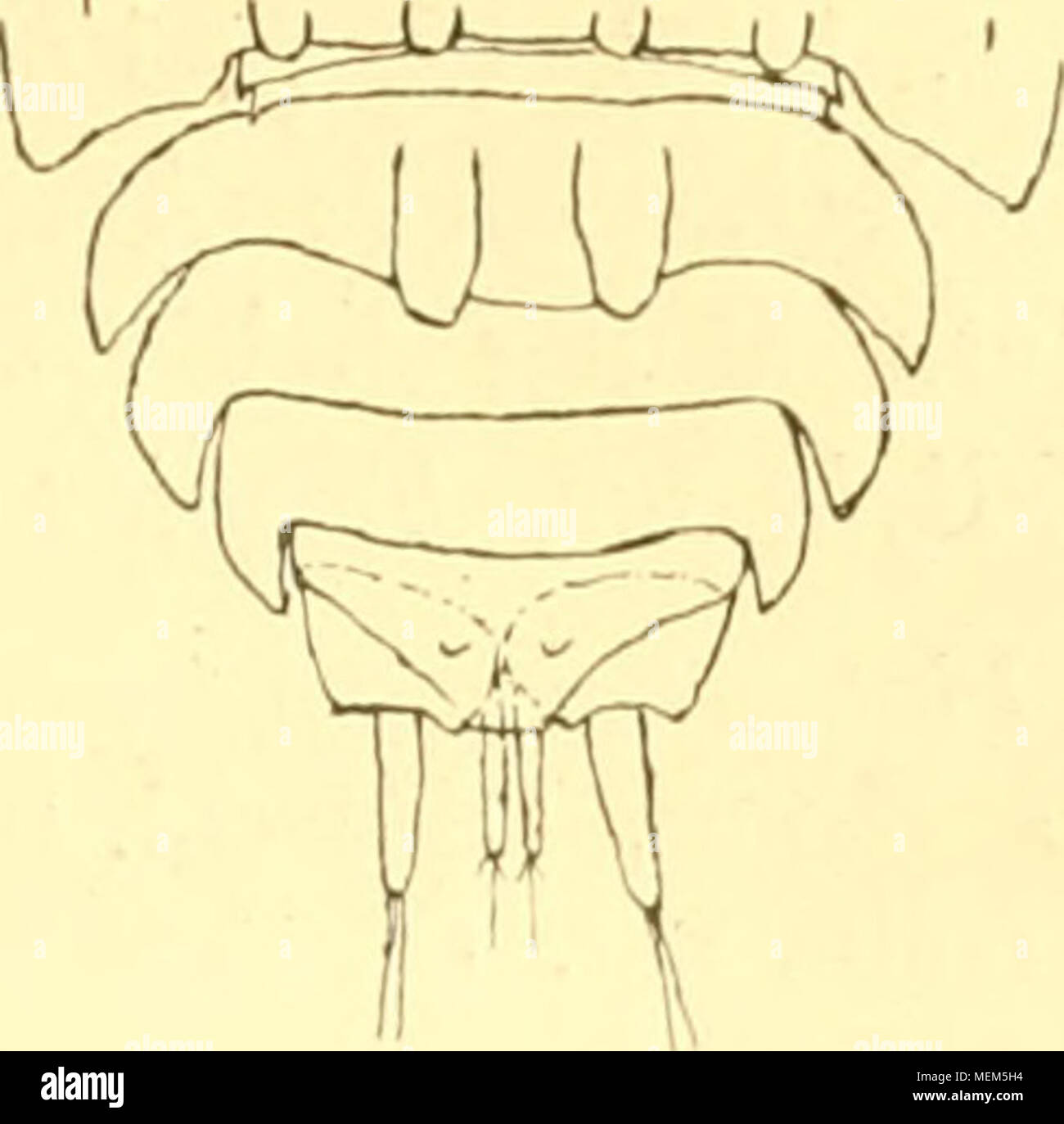 . Die Asseln oder Isopoden Deutschlands . 21. Haplophthalraus. 45 I