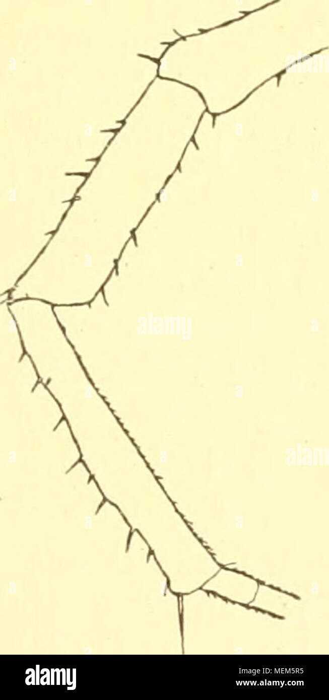 . Die Asseln oder Isopoden Deutschlands . Fig. 71. Trichoniscus pusillus, Fühler. Stock Photo