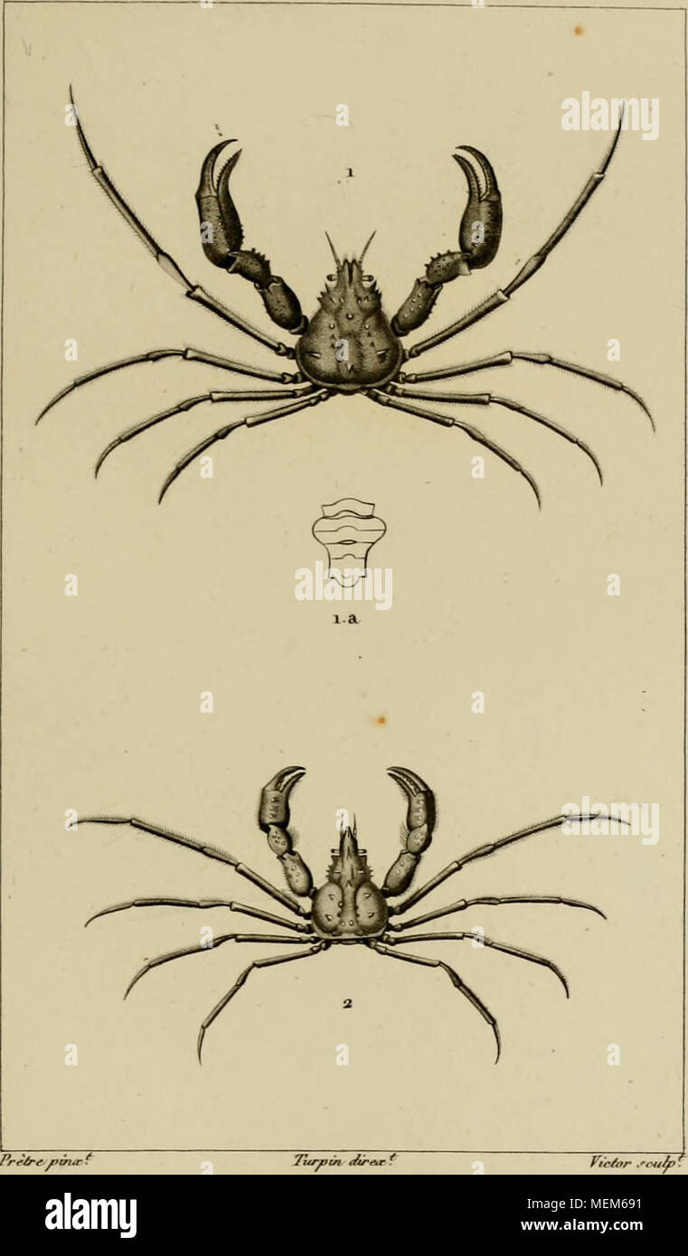 . Dictionnaire des sciences naturelles, dans lequel on traite mÃ©thodiquement des diffÃ©rens Ãªtres de la nature, considÃ©rÃ©s soit en eux-mÃªmes, d'aprÃ¨s l'Ã©tat actuel de nos connoissances, soit relativement Ã l'utilitÃ© qu'en peuvent retirer la mÃ©decine, l'agriculture, le commerce et les artes. Suivi d'une biographie des plus cÃ©lÃ¨bres naturalistes . J'rrA-f/'iitrf DÃCAPODES (-I&quot;^^^^&quot;Â« â ''7/&quot;- â¢ A-&gt;'-y JiracliYures. , , la.macnUS (/orAyny/fe . Stock Photo