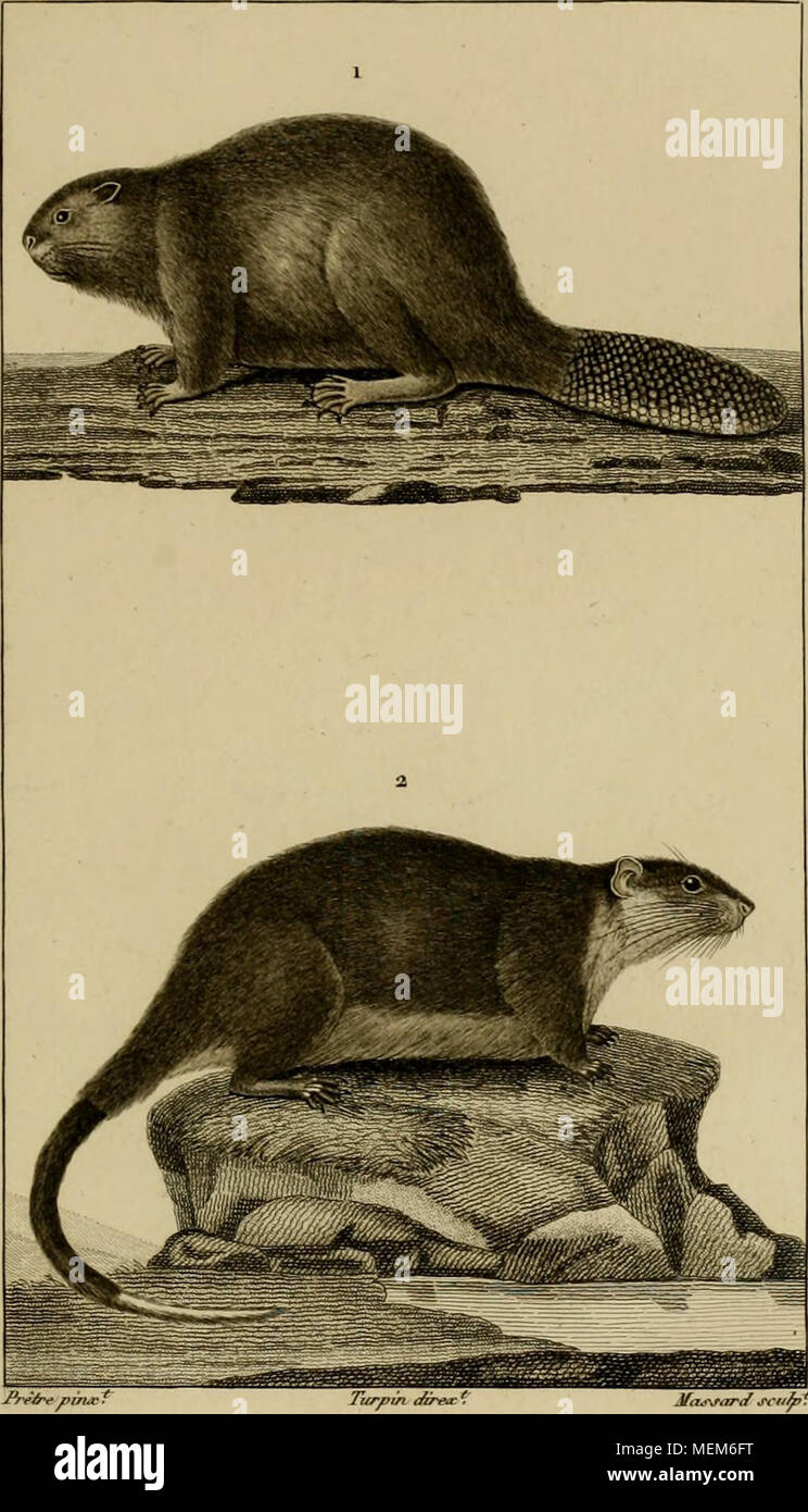 Grignotin | Disney Wiki | Fandom, image size:744x1390