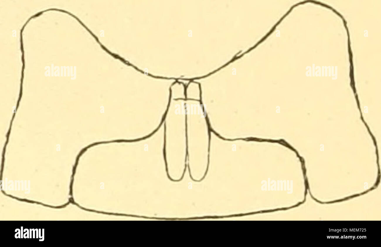 . Die Asseln oder Isopoden Deutschlands . Fig. 53. Pentheus globator, Hiuterleibsende, Rückenseite. Fig. 54. Pentheus globator, Hinterleibsende, Bauchseite. a)Das Telson ist (von oben gesehen) am Hinter ran de etwas erweitert (Fig. 53); das Schwanzfußpaar trägt nur einen Endast, der sehr klein ist und an der Unterseite des Telson versteckt liegt (Fig. 54); der Ausschnitt neben dem Telson wird von einem Teil des Wurzelgliedes ausgefüllt; die Gattung kommt selten und nur eingeschleppt in Deutschland vor 27. Fentlieus (Ärmadülo) Stock Photo