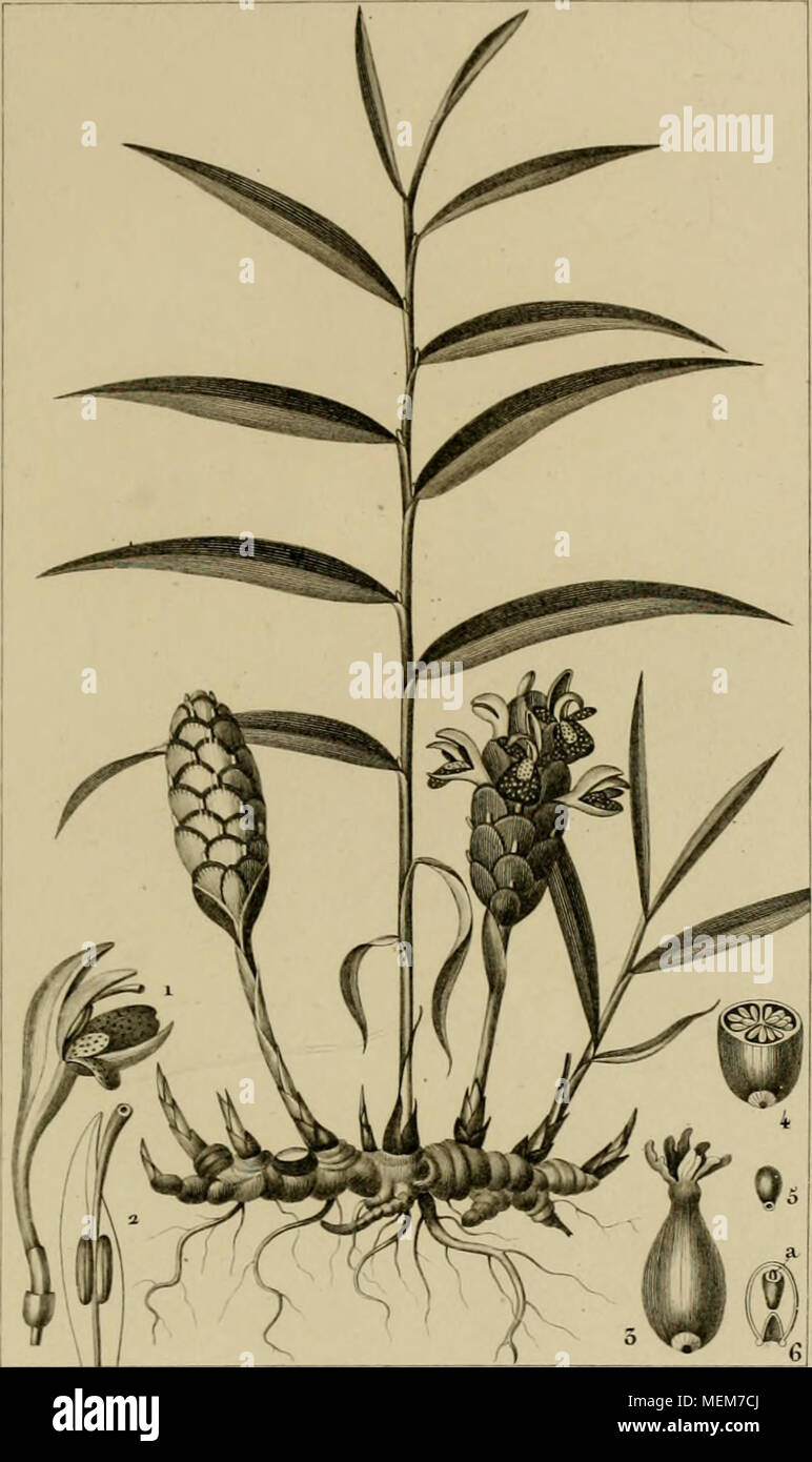 . Dictionnaire des sciences naturelles [electronic resource] : dans lequel on traite mÃ©thodiquement des diffÃ©rens Ãªtres de la nature, considÃ©rÃ©s soit en eux-mÃªmes, d'aprÃ¨s l'Ã©tat actuel de nos connoissances, soit relativement Ã l'utilitÃ© qu'en peuvent retirer la mÃ©decine, l'agriculture, le commerce et les artes. Suivi d'une biographie des plus cÃ©lÃ¨bres naturalistes . . Ã¯itrom nintc'V/ Jcrtj-t Pie* scufiS AMOME Gingembre. AMOMUM ZiiiÃ§:iber./2Â«i.y i .Jt/titr enÃ en. de gra/ide/tr na/ure/A*. 2. ZyrÅt ./&lt;/ mÃªme. fTOfflA et e#twe* aa/w sa fonyi/e/tritot/r/Ã ire voir e/i a/'tvn/rr Stock Photo