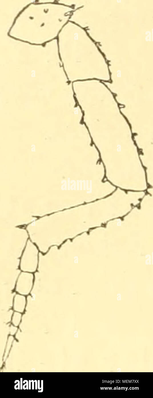. Die Asseln oder Isopoden Deutschlands . Yig. 28. Mesoniscus alpicola, Fühler. Stock Photo