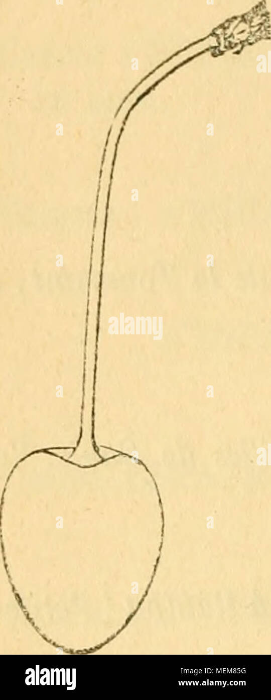 Page 3 Griotte High Resolution Stock Photography And Images Alamy