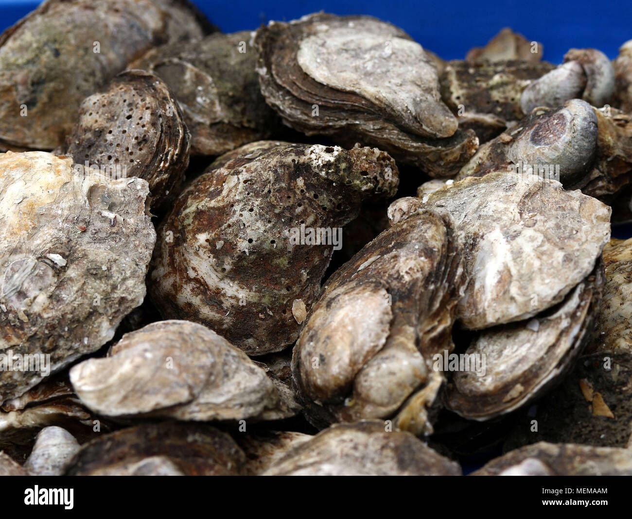 Oysters at Fish Market Stock Photo