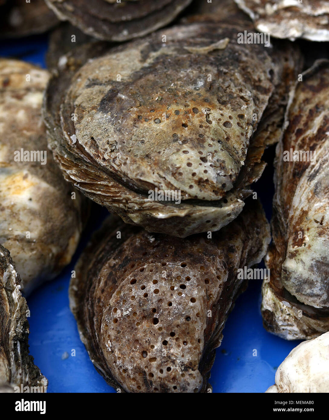 Oysters at Fish Market Stock Photo