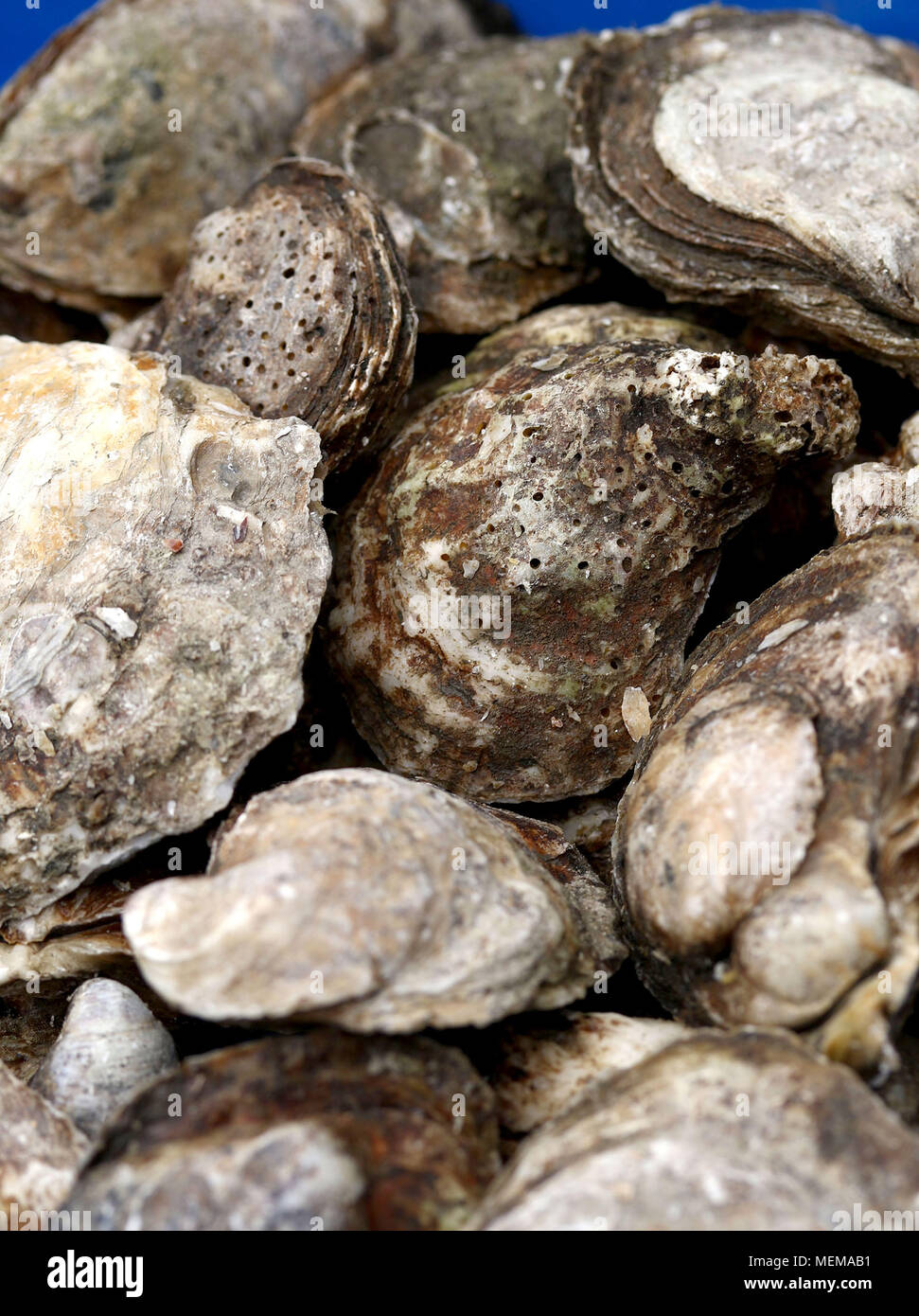 Oysters at Fish Market Stock Photo